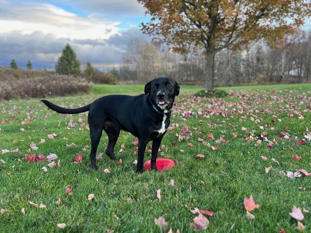This is Mookie, a lab mix dog who is colored black with white on chest, chin, and nose, with a red frisbee in a field with leaves.